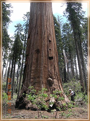Sequoia
