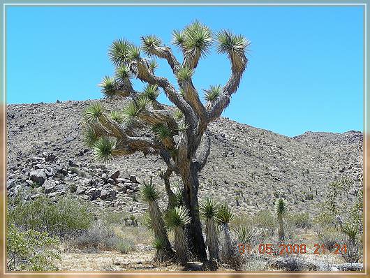 ein Joshua Tree
