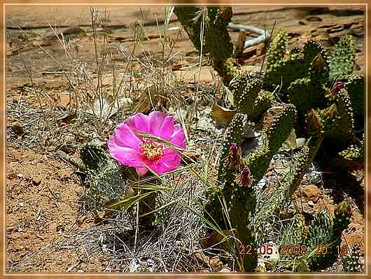 pink Kaktus
