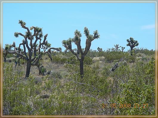 Joshua Tree Wald

