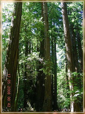 Redwoods im Muir Wood Nationalpark
