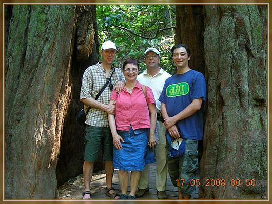 zwischen einem Redwood

