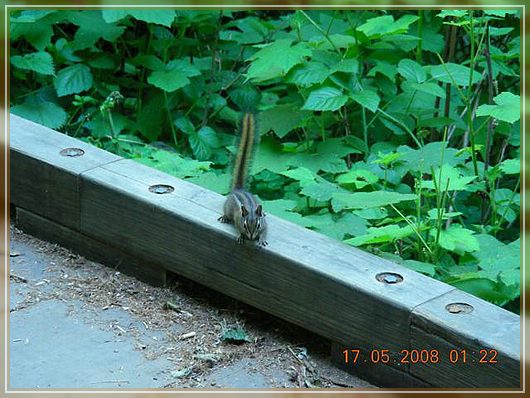Streifenhörnchen
