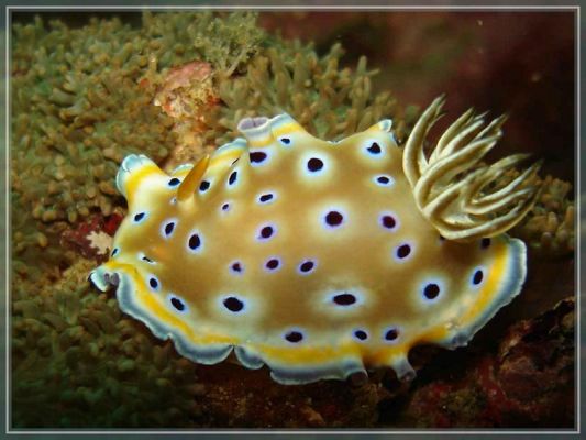 Schnecke
