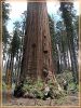 Sequoia