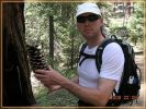 Zapfen eines Sequoia