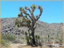ein Joshua Tree
