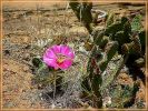 pink Kaktus