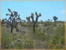 Joshua Tree Wald