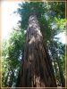 Redwood Tree