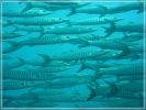 Barracuda-Schule (junge Barracudas)