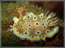 Schnecke