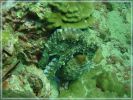 Oktopus