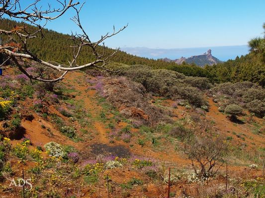 comp_Blumenwiese_mit_Roque_Nublo.jpg