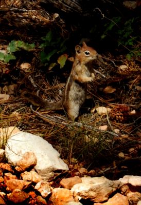 Chipmunk
