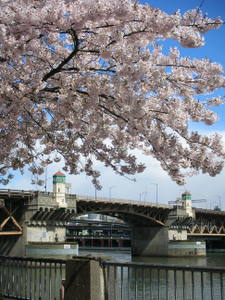 Portland
Burnside Bridge im Fruehling
Schlüsselwörter: Portland Burnside Bridge Oregon