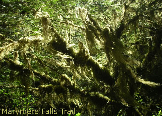 Marymere Falls Trail
