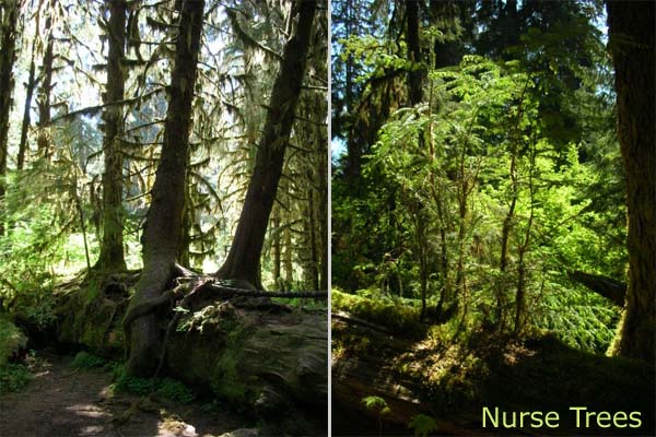 Nurse Trees

