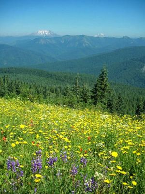Mt.St.Helens und Mt.Rainier
