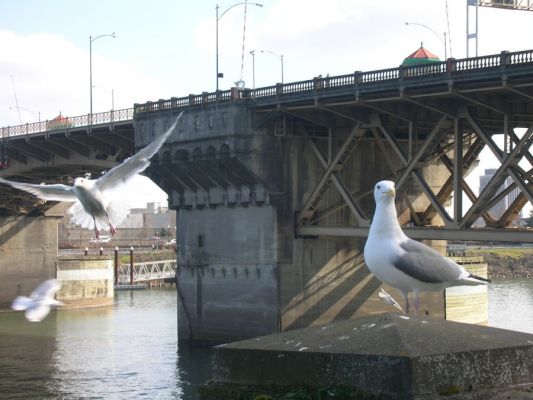 Moewen
Einige Spaziergaenger auf der Promende am Willamette Ufer fuettern die Moewen.
Schlüsselwörter: Portland, Oregon, Willamette, Burnside Bridge