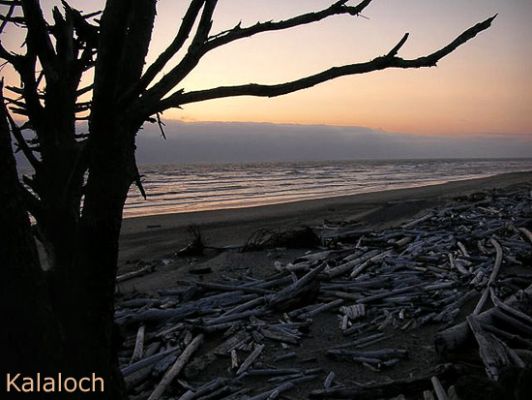 Kalaloch
