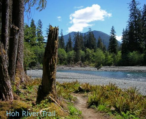 Hoh River Trail
