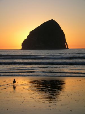 Abend am Cape Kiwanda
Eine Möwe bewundert den Sonnenuntergang hinter dem Haystack Rock am Cape Kiwanda
