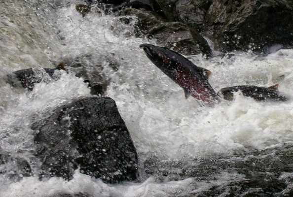 Coho Run
