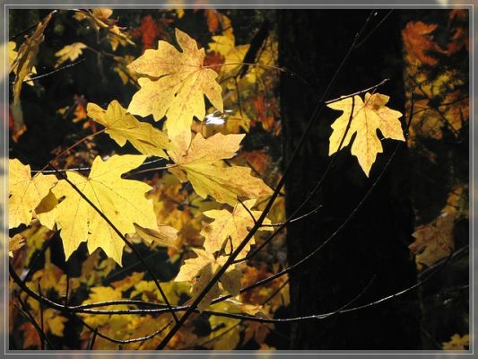 herbst3.jpg