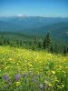 Mt.St.Helens und Mt.Rainier
