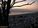 Kalaloch