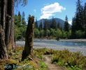 Hoh River Trail