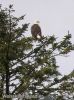 Weisskopfseeadler