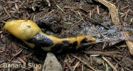 Banana Slug