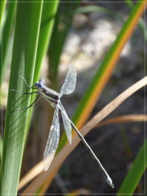 damselfly_ii.jpg