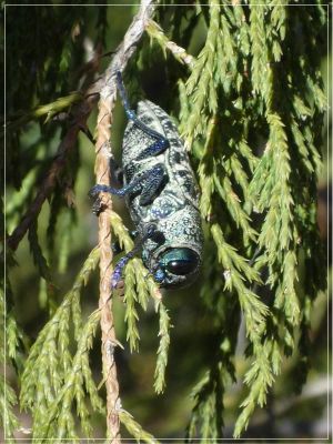 lampetis_drummondii_i.jpg