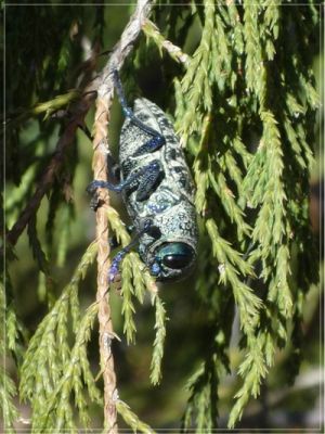 lampetis_drummondii_ii.jpg