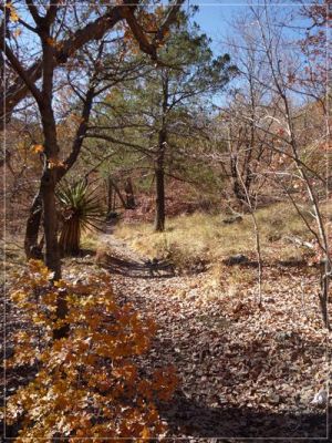 McKittrick Canyon
