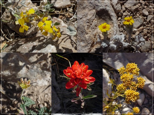 Flowers I
