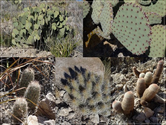 Cacti II
