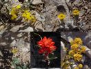 Flowers I
