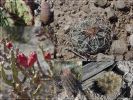 Cacti I
