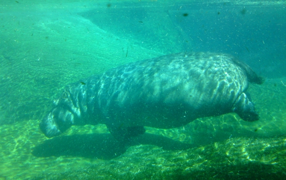Hippo Beach San Diego
