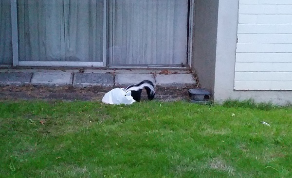 Skunk.jpg