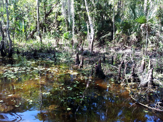 Swamp3.jpg