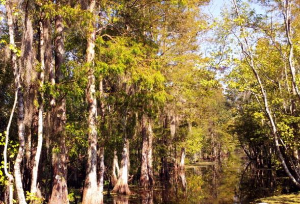 Swamp1.jpg