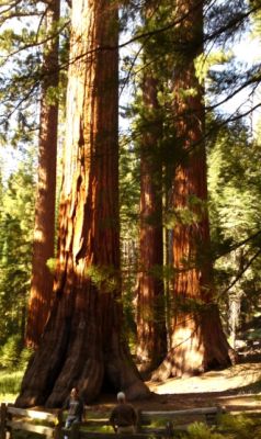 Yosemite Sequoia
