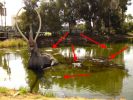 L.A. La Brea Tar Pits