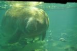 manatee.jpg