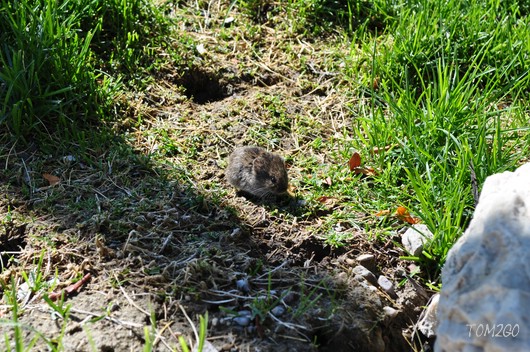 Schlüsselwörter: Wildlife